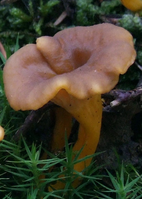 Funnel-shaped suppilovahvero mushrooms in moss