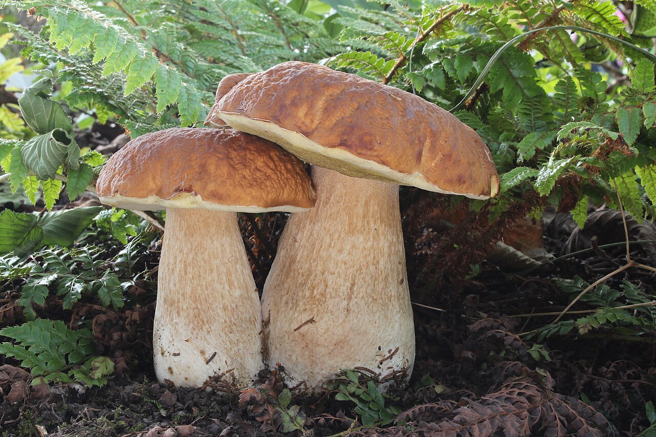 Herkkutatti showing thick stem and brown cap