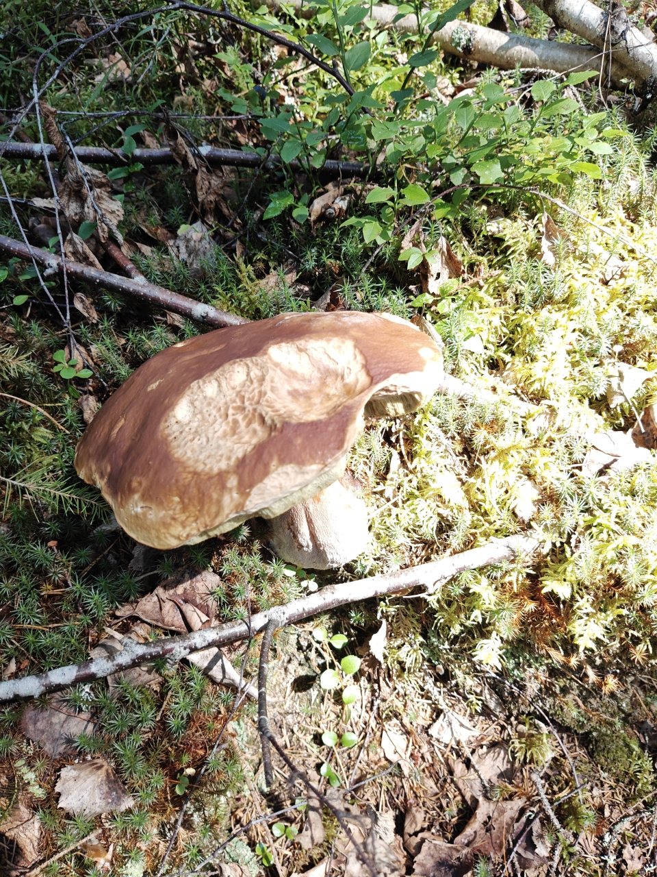 Herkkutatti cap with small rodent toothmarks