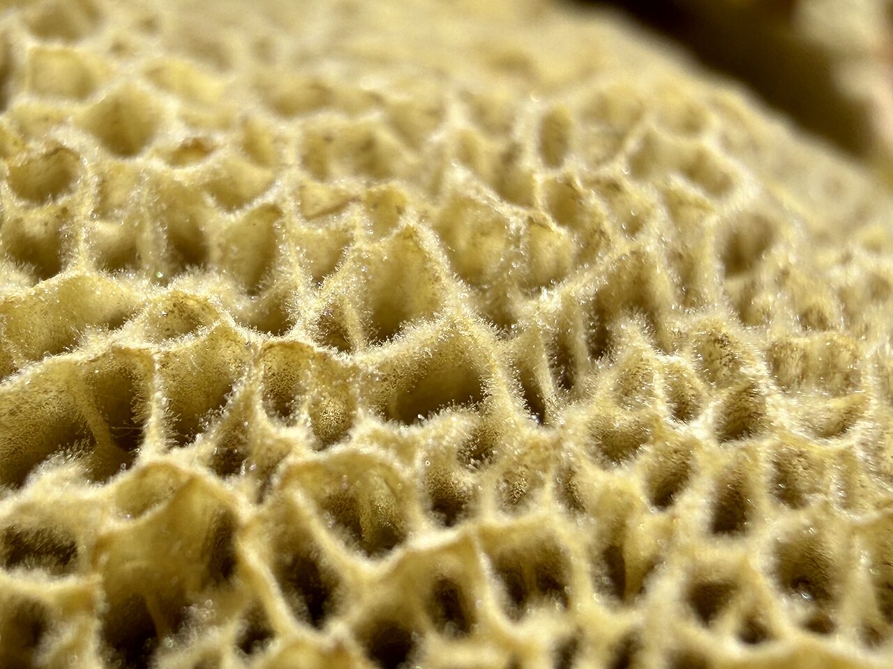 Close-up of the sponge-like tube pores under a bolete cap
