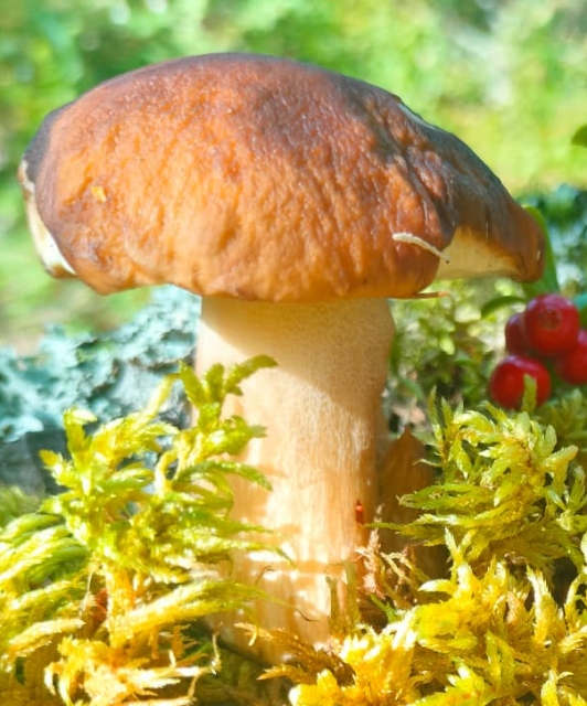 Brown-capped herkkutatti porcini mushroom