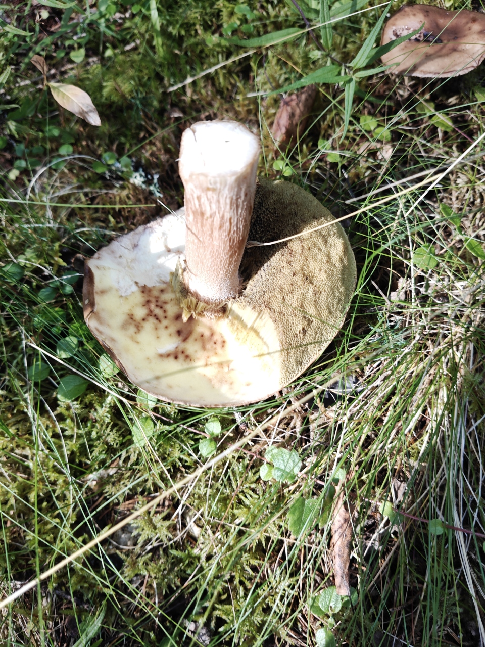 Herkkutatti cap after the tube layer is removed, showing insect tracks