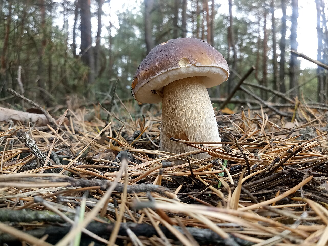 Large brown-capped herkkutatti porcini mushroom in grass
