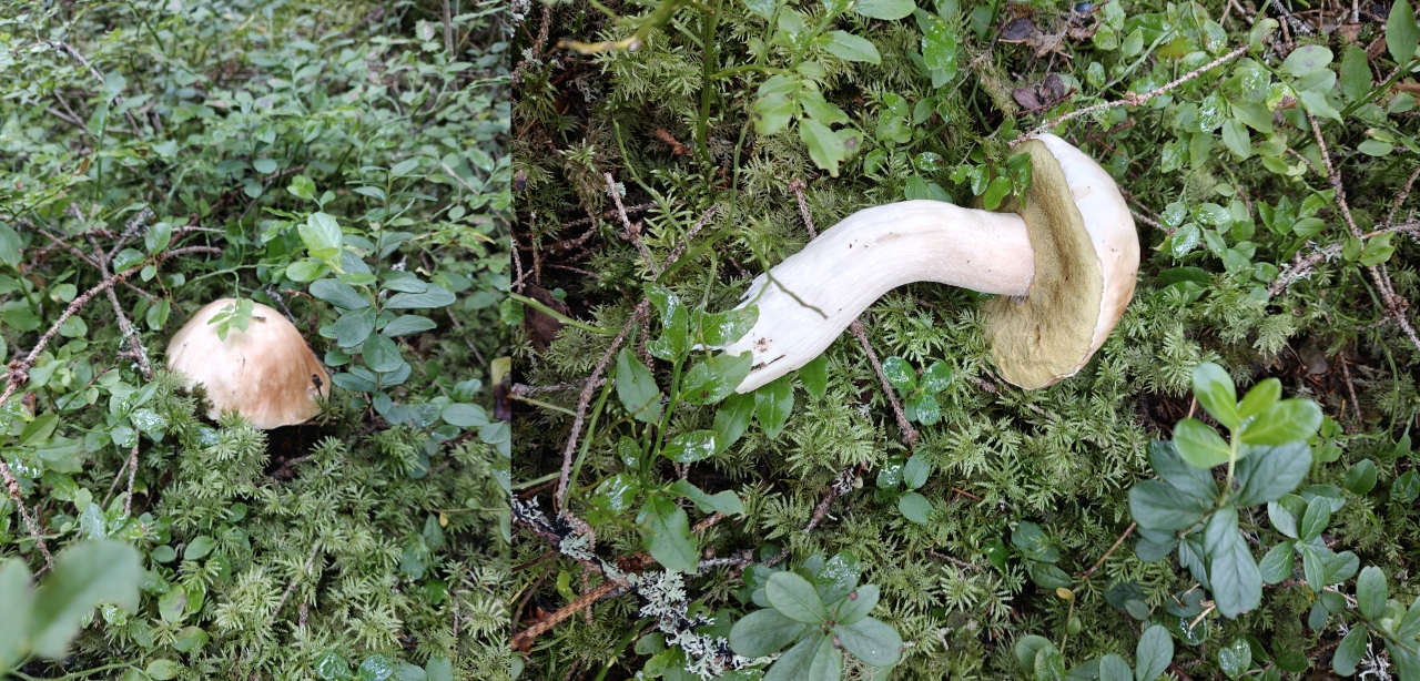 Several herkkutatti mushrooms showing variation in colour and shape