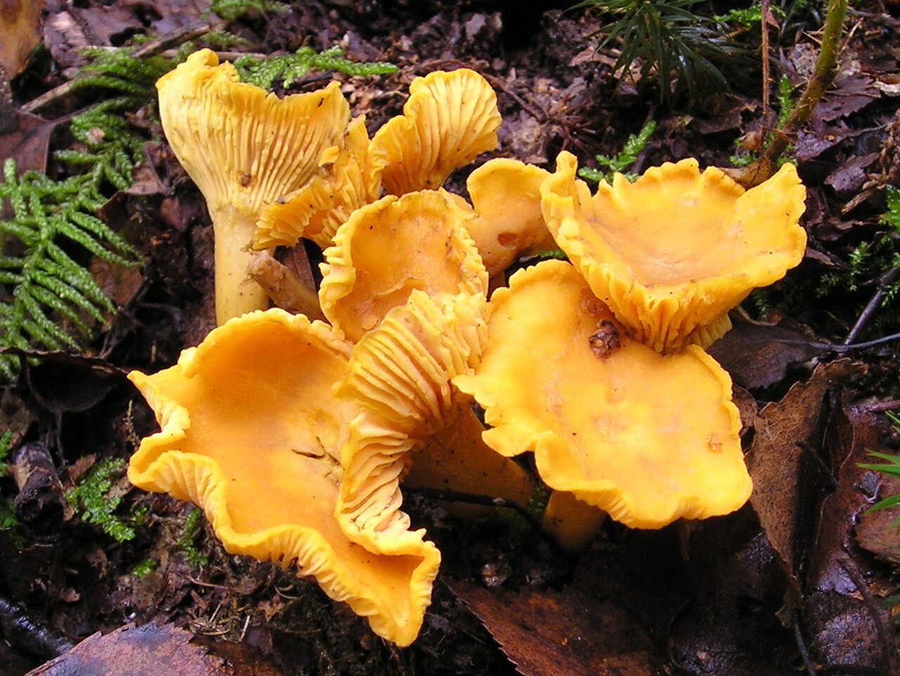 Close view of chanterelles showing ridges under the cap