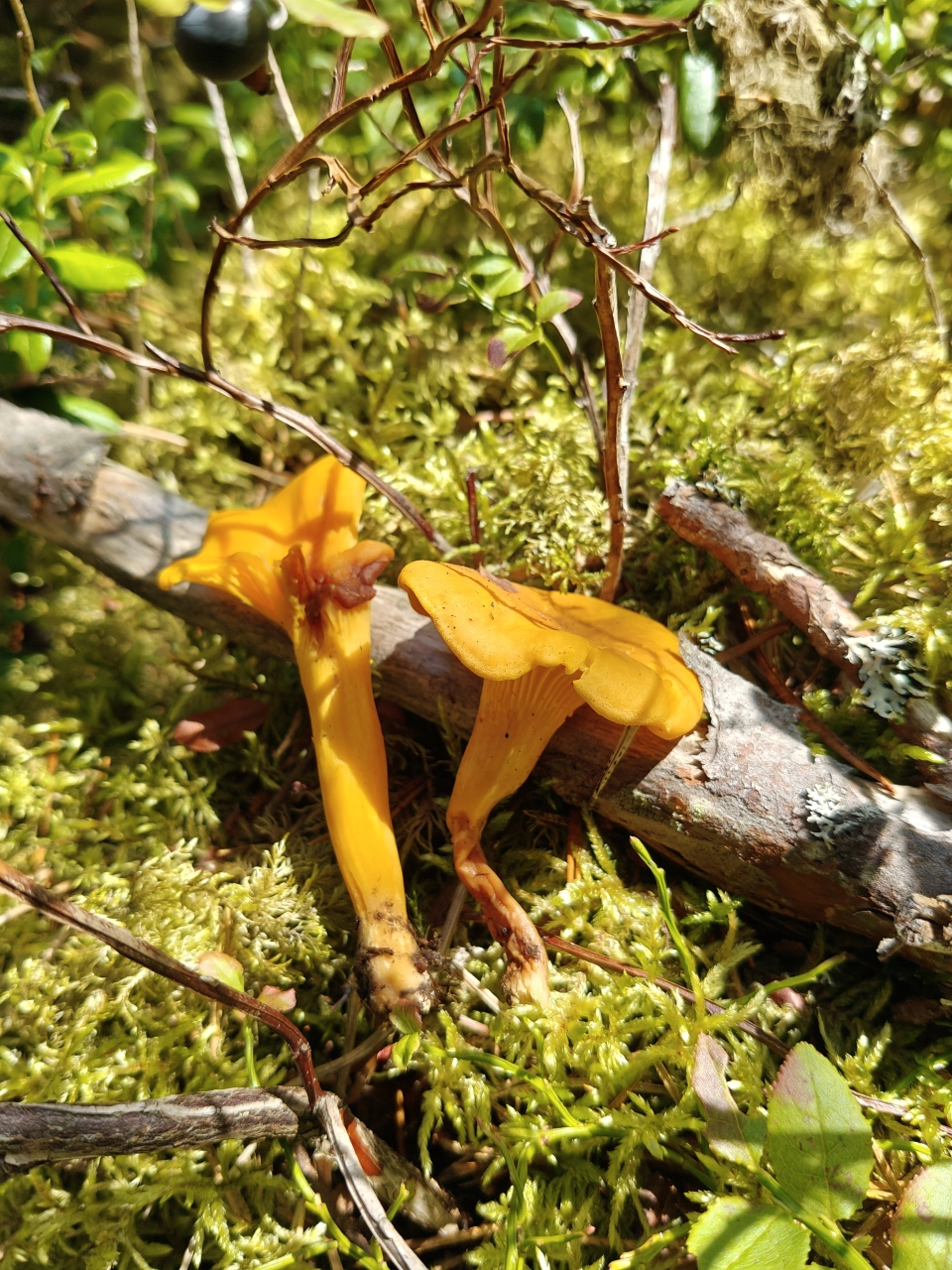 Chanterelles that have started to go bad and should be discarded