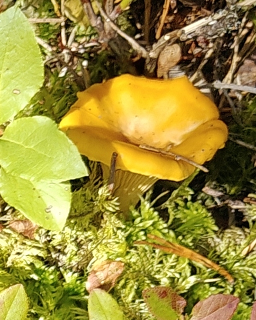Golden yellow kanttarelli mushrooms