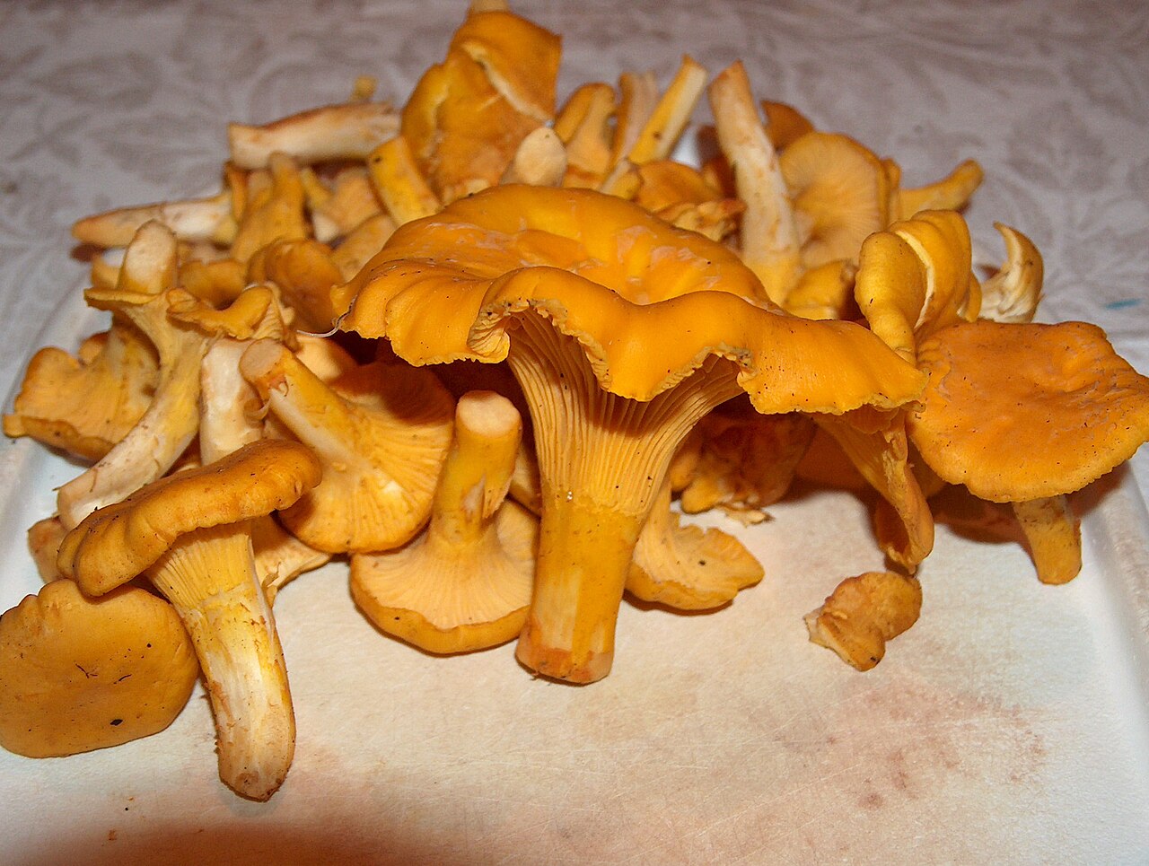 Basket of golden yellow kanttarelli mushrooms from Finland