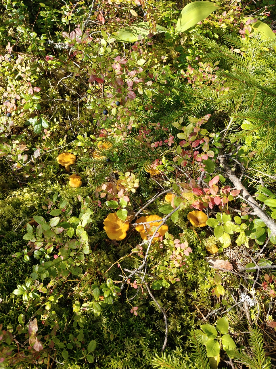Golden kanttarelli mushrooms partly hidden in moss