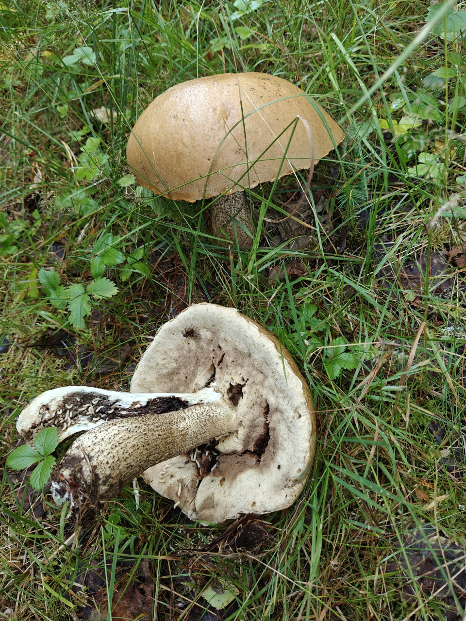 Koivunpunikkitatti cut open, flesh darkening, with insect larvae in the stem