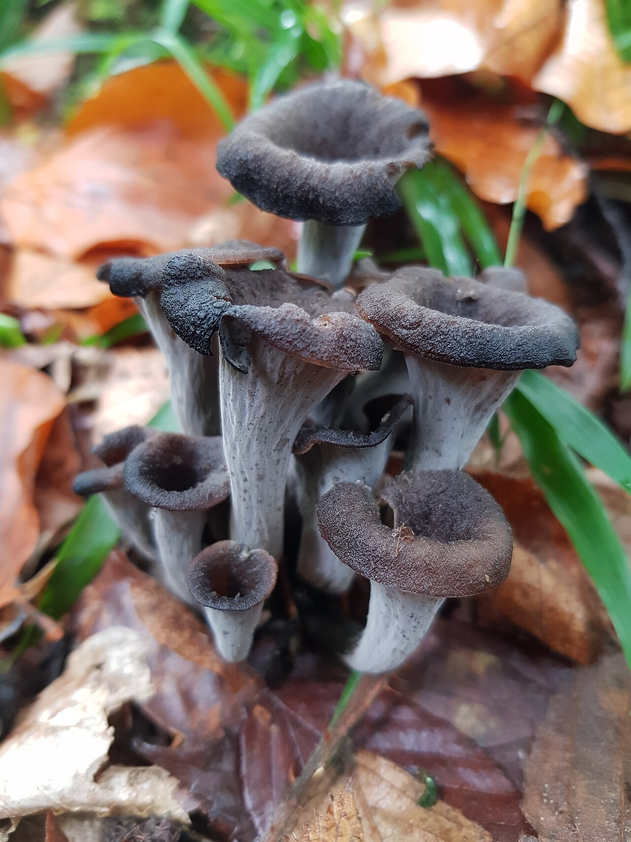 Dark grey-black trumpet-shaped musta torvisieni mushrooms