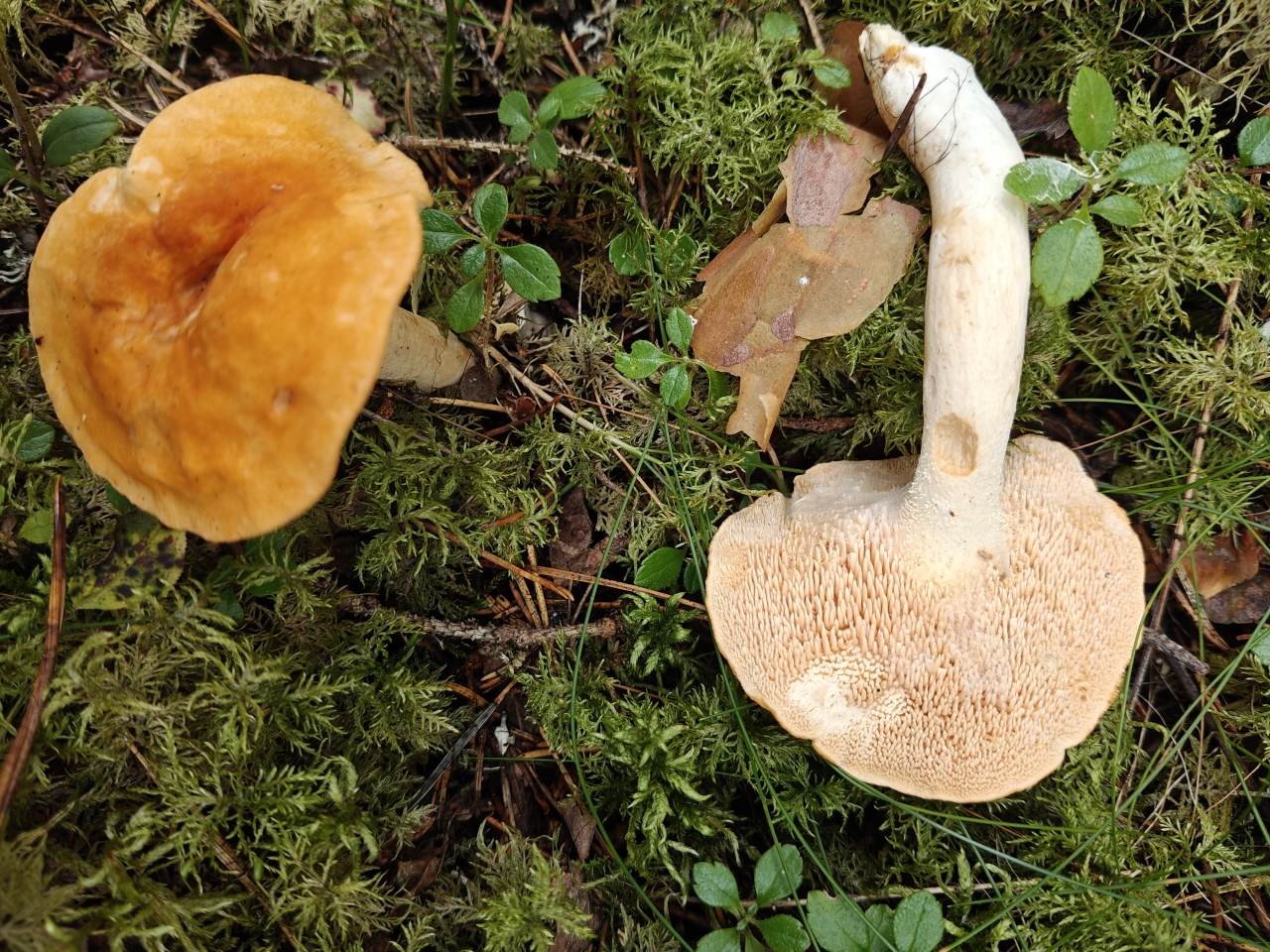 Rusko-orakas showing spines that cover the cap only and stop at the stem