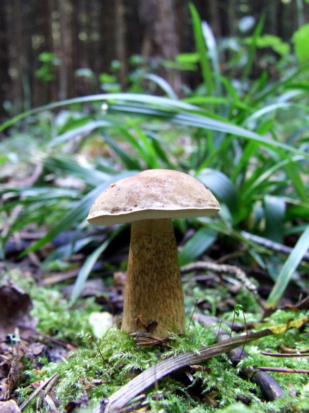 Sappitatti bitter bolete, a non-edible lookalike of herkkutatti