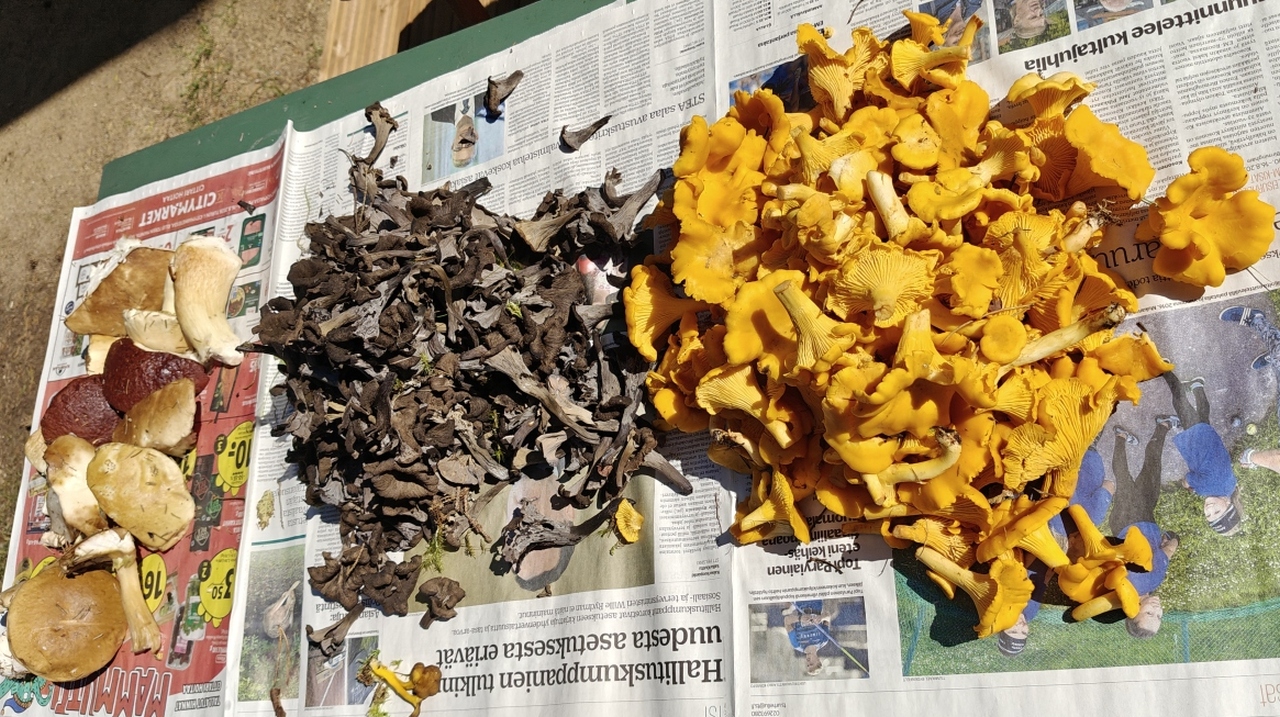 Forest harvest of herkkutatti, musta torvisieni, and kanttarelli laid out on newspaper