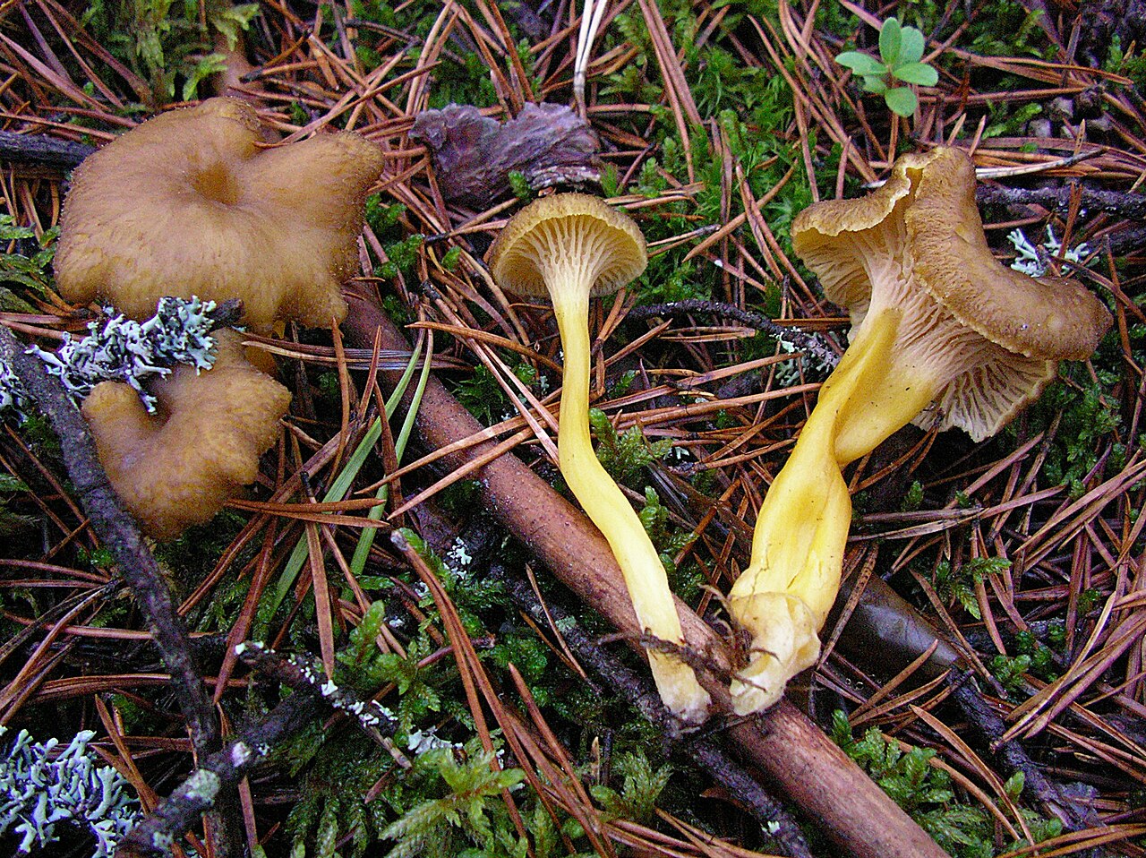 Group of funnel-shaped brownish yellow suppilovahvero mushrooms in moss