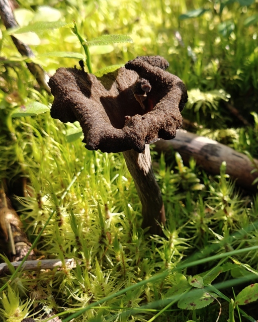 Dark trumpet-shaped musta torvisieni mushrooms