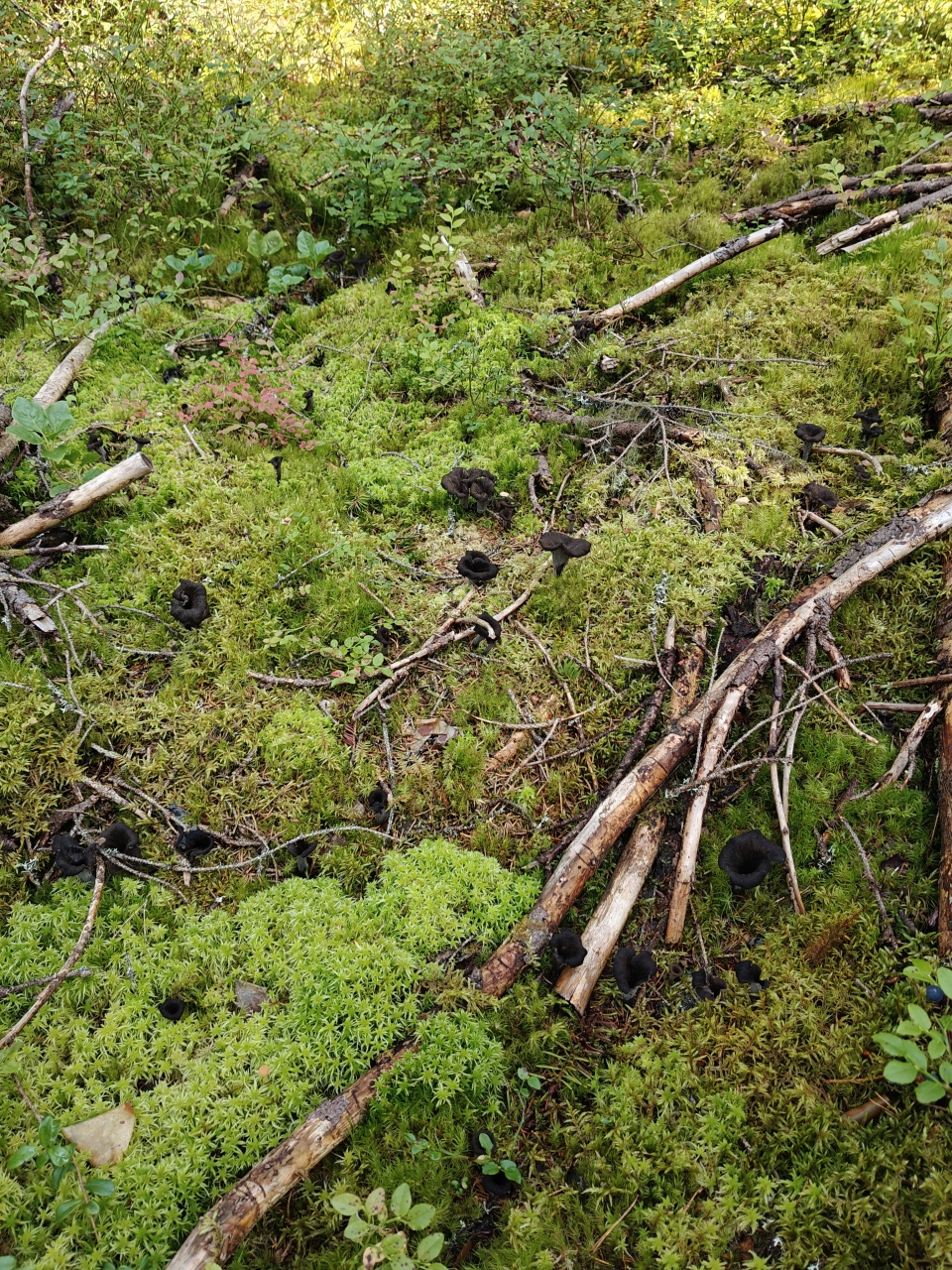 Black trumpets growing next to old spruce branches