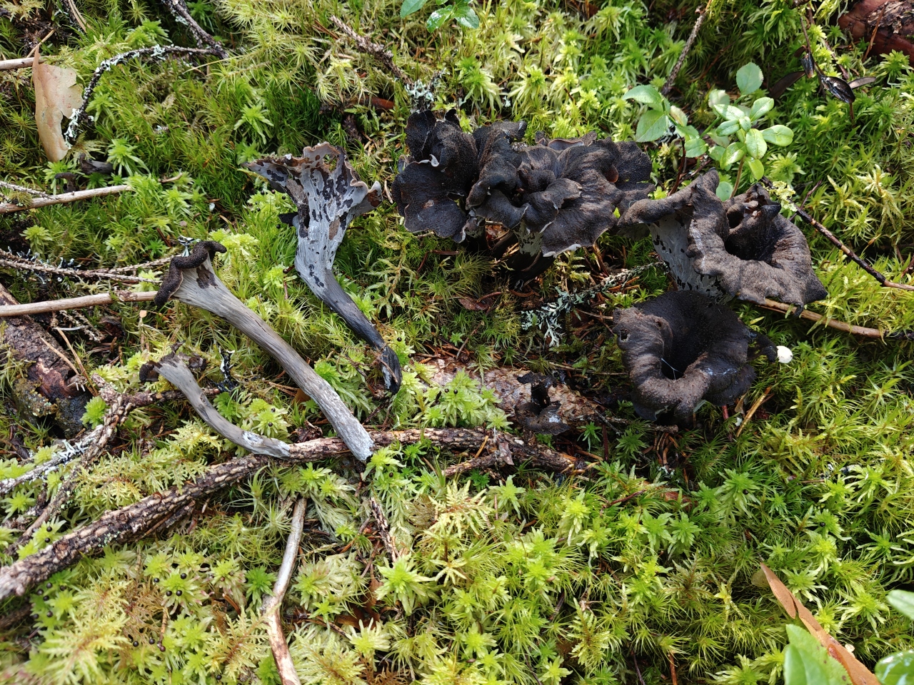 Worn-looking black trumpets that are still good to pick