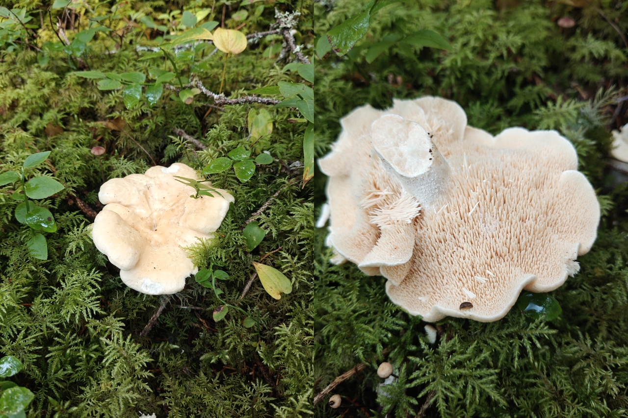 Vaalea orakas from above and flipped over, showing the signature spines under the cap