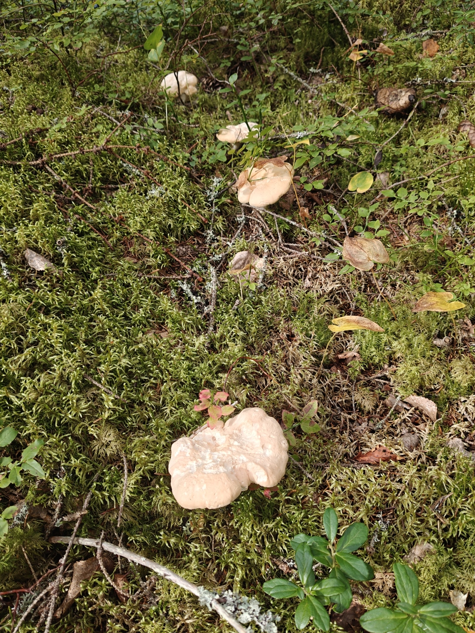 Pale creamy vaalea orakas mushrooms in moss