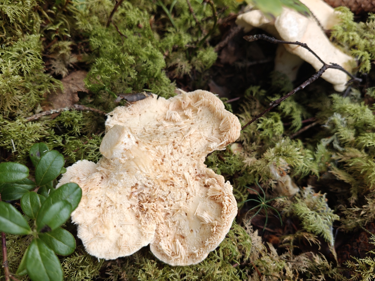 Vaalea orakas with spines scraped away, showing small insect holes in the white flesh