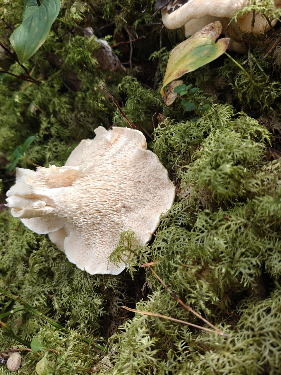 Underside of vaalea orakas showing spines continuing down the stem